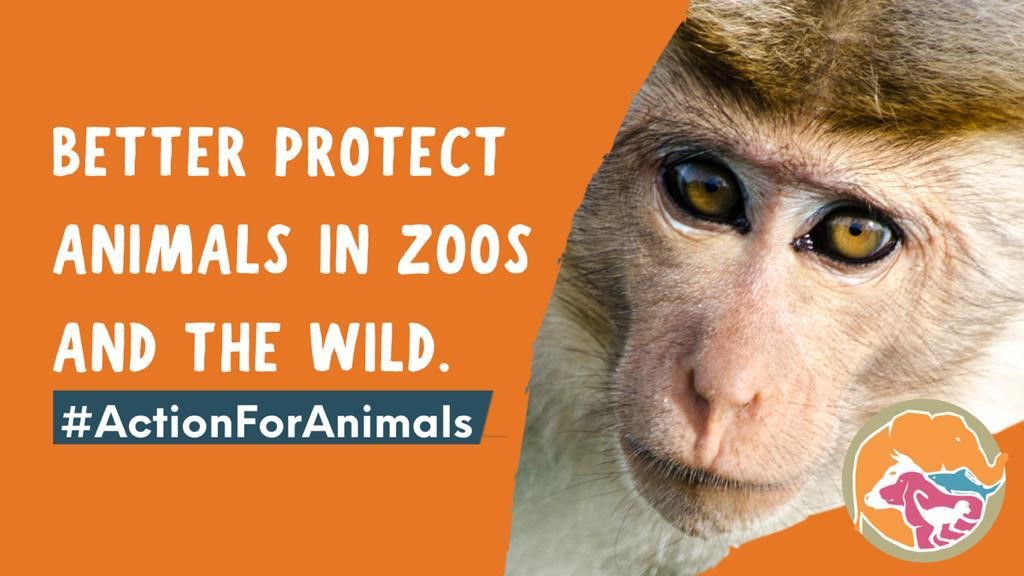 Action for animals - zoo and wild