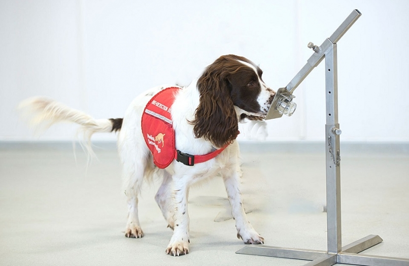 COVID-19 Detection Dogs