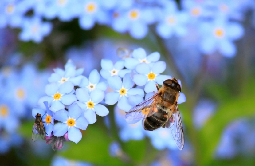 Bees