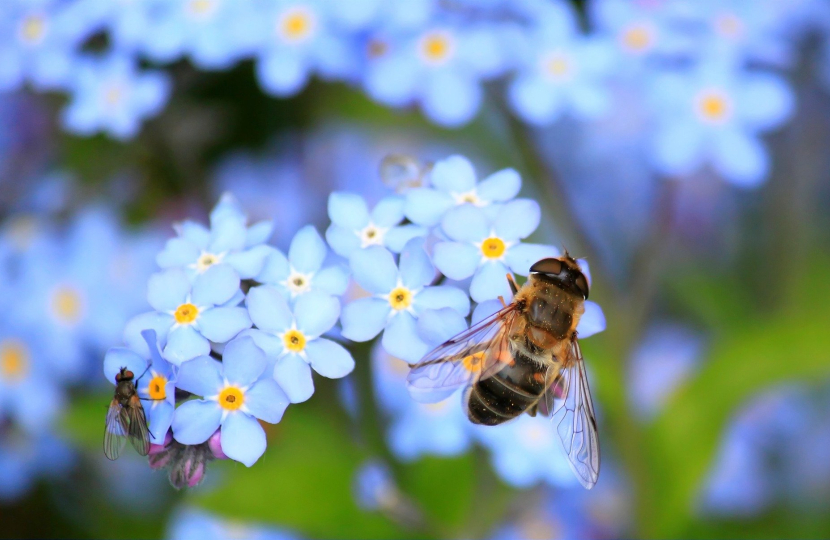Bees