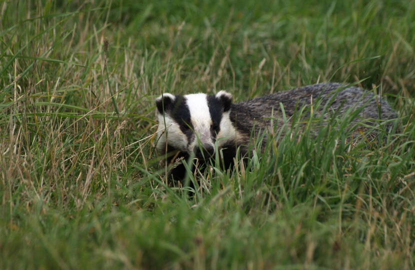 Badger