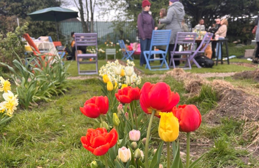 Tulips