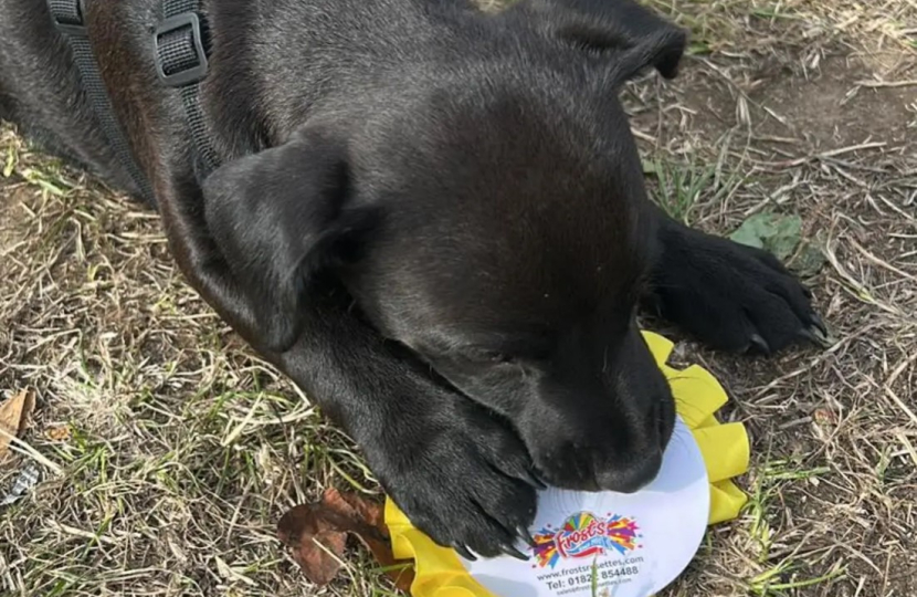 One of the award winning pups