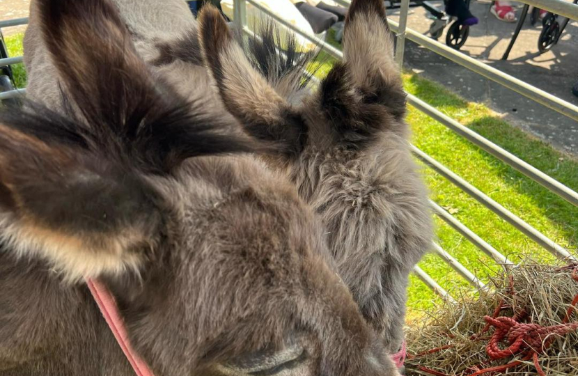 Donkeys at Appleton House
