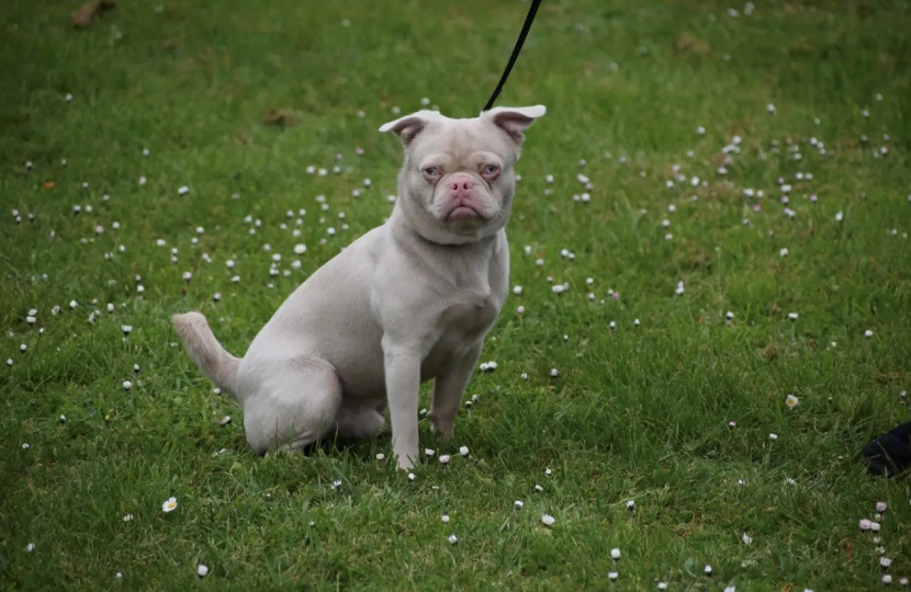 Dave the albino pug