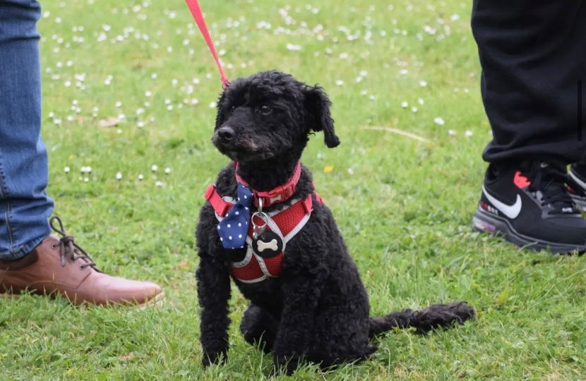 A smartly dressed schnoodle