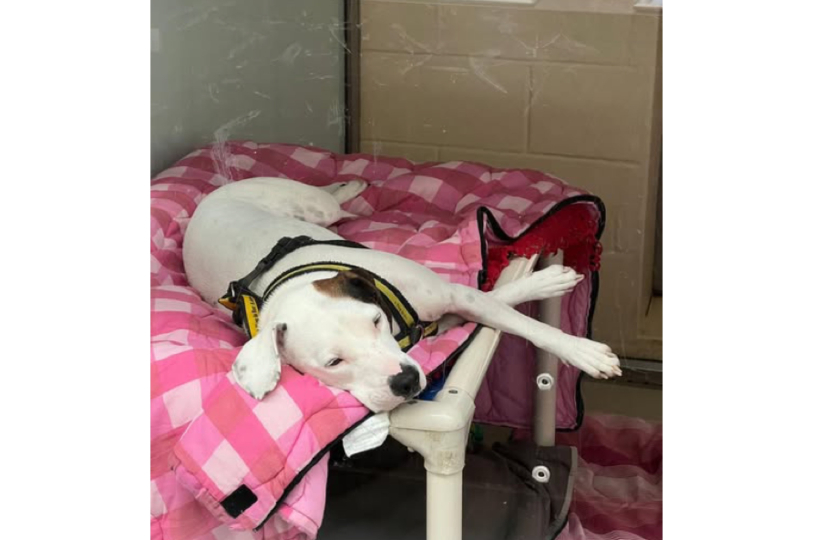 Dog in Dogs Trust care