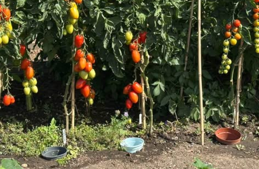 Hadleigh Allotment Society