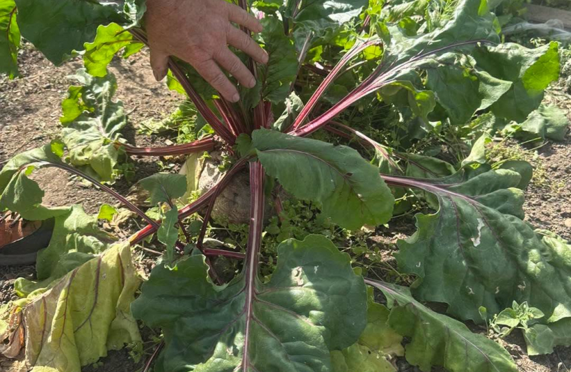 Hadleigh Allotment Society