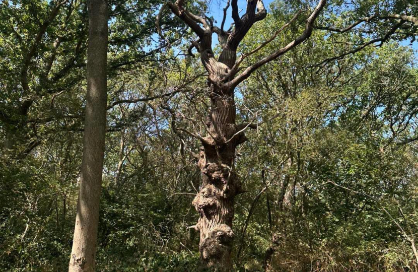 Page Woods