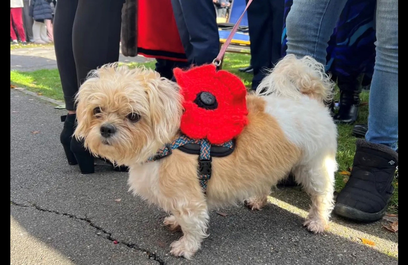 Dog with a poppy