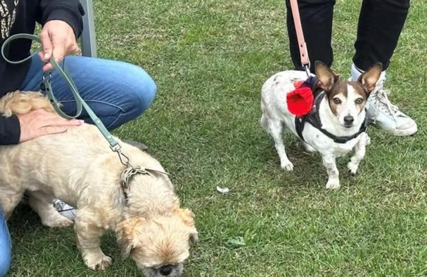 More dogs