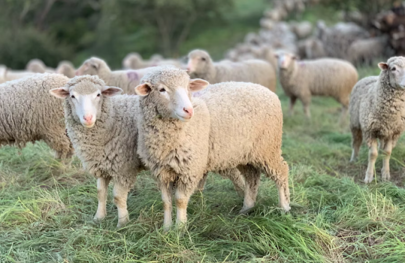 Rebecca Harris MP welcomes new legislation set to ban live animal exports