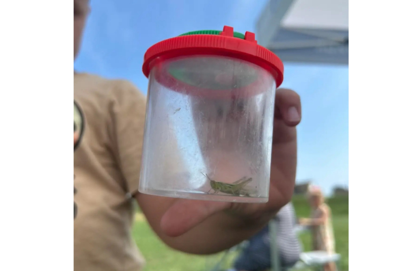 Grasshopper