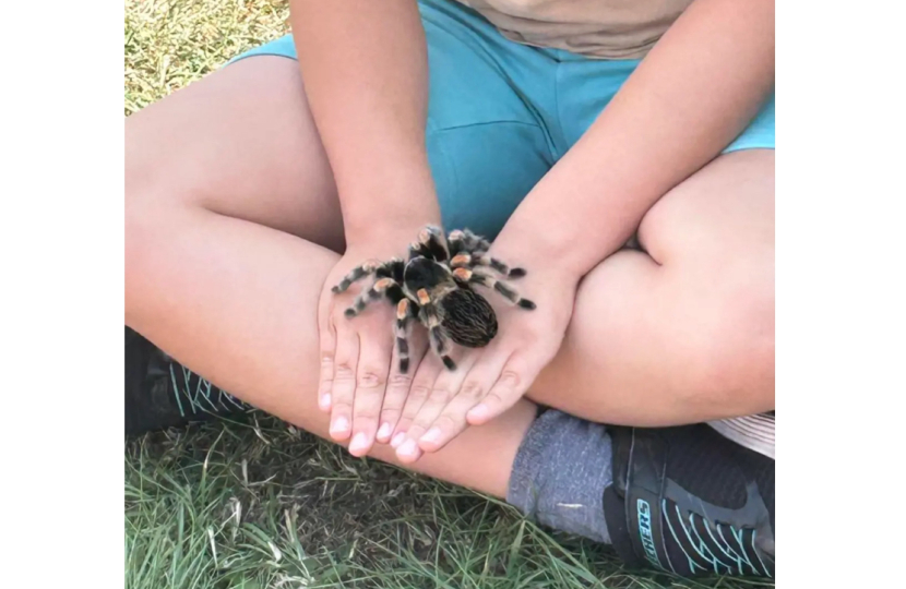 Tarantula