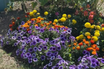 Hadleigh Allotment Society