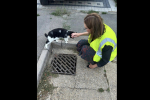 Rebecca and local cat inspecting the drains together