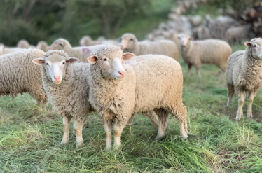 Rebecca Harris MP welcomes new legislation set to ban live animal exports